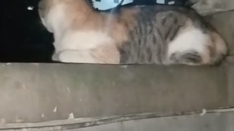 Serious Night Guard Cat Gets Teased by His Owner 😂 | Funny Cat on Duty Gone Wrong!"