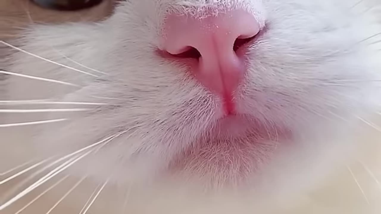 Funny cat