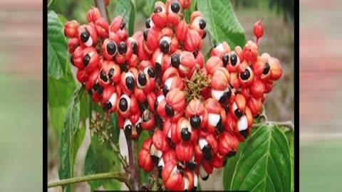 26.1. Eyes-of-spiritual-figures-part-2.(PT-BR)