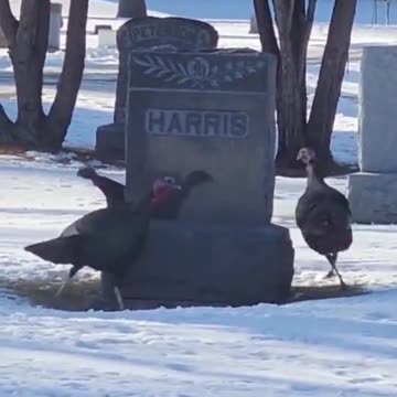 Bizarre: Turkey Circling a ‘HARRIS’ Gravestone