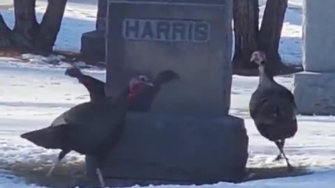 Bizarre: Turkey Circling a ‘HARRIS’ Gravestone
