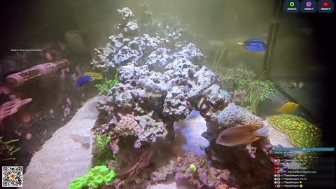 24/7 Real Live Reef Stream