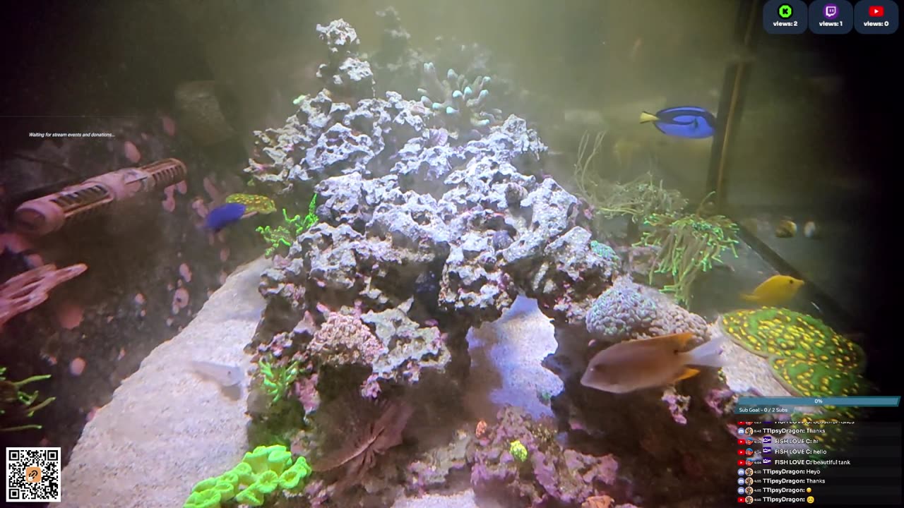 24/7 Real Live Reef Stream