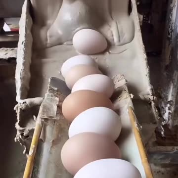 Awareness-The egg you’ve eating might not even come from a,