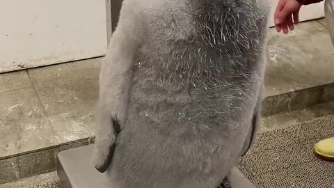 Penguin Getting Weight