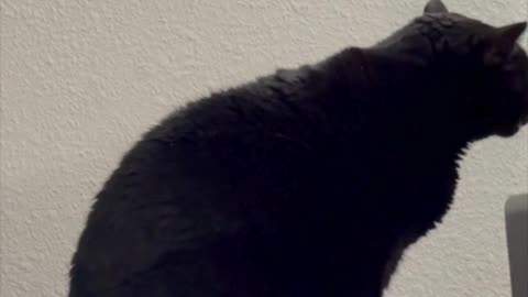 Cute Precious Piper Shows How She Lays on Her Heated Tuffet - My Adopted Shelter Cat Vlog. #shorts