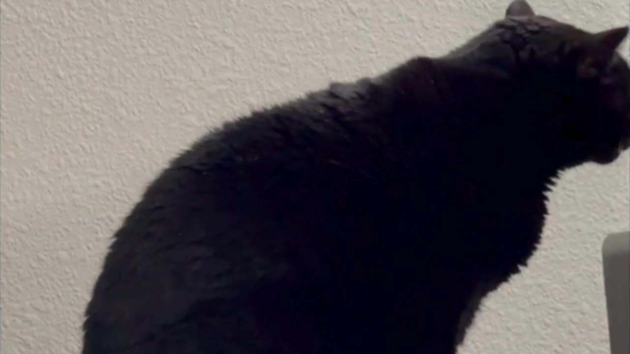 Cute Precious Piper Shows How She Lays on Her Heated Tuffet - My Adopted Shelter Cat Vlog. #shorts