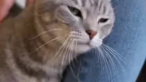 Did you know that cats do this?