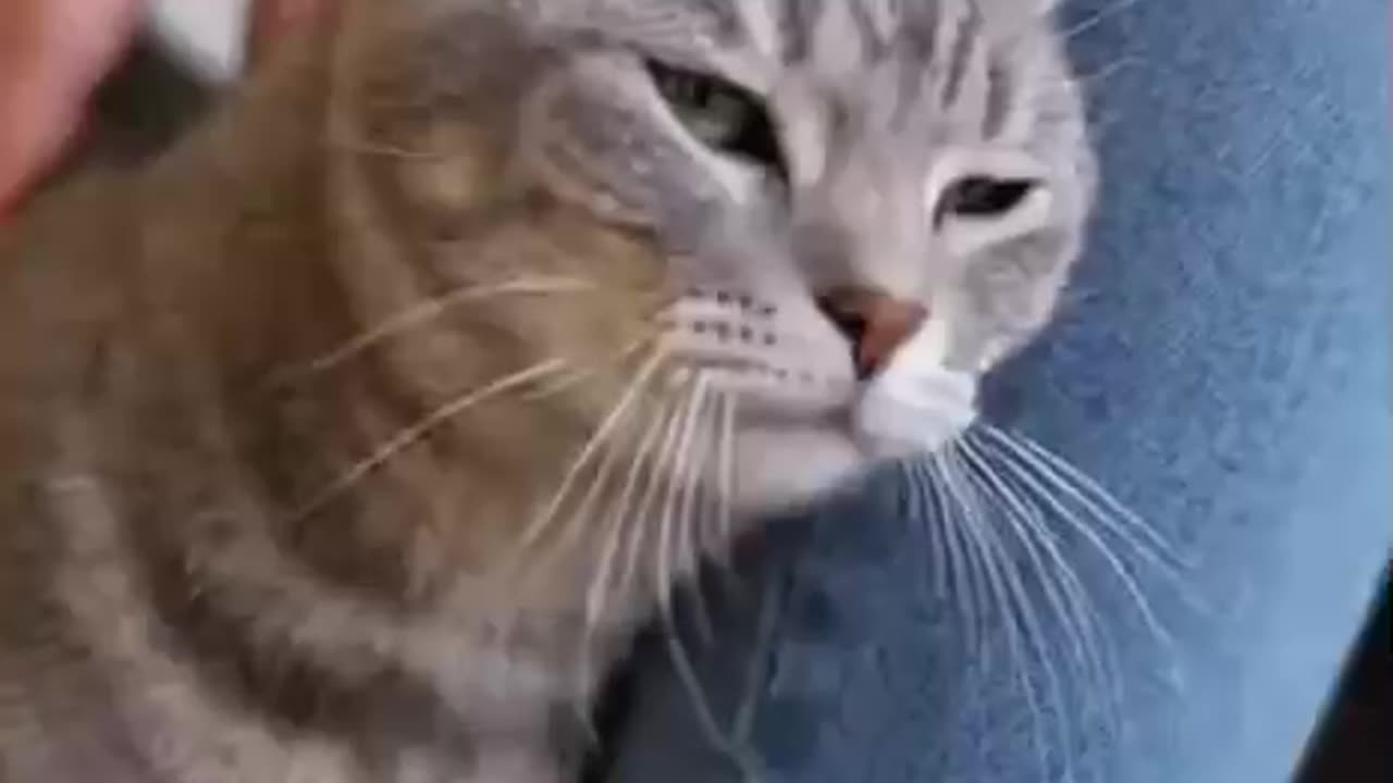 Did you know that cats do this?