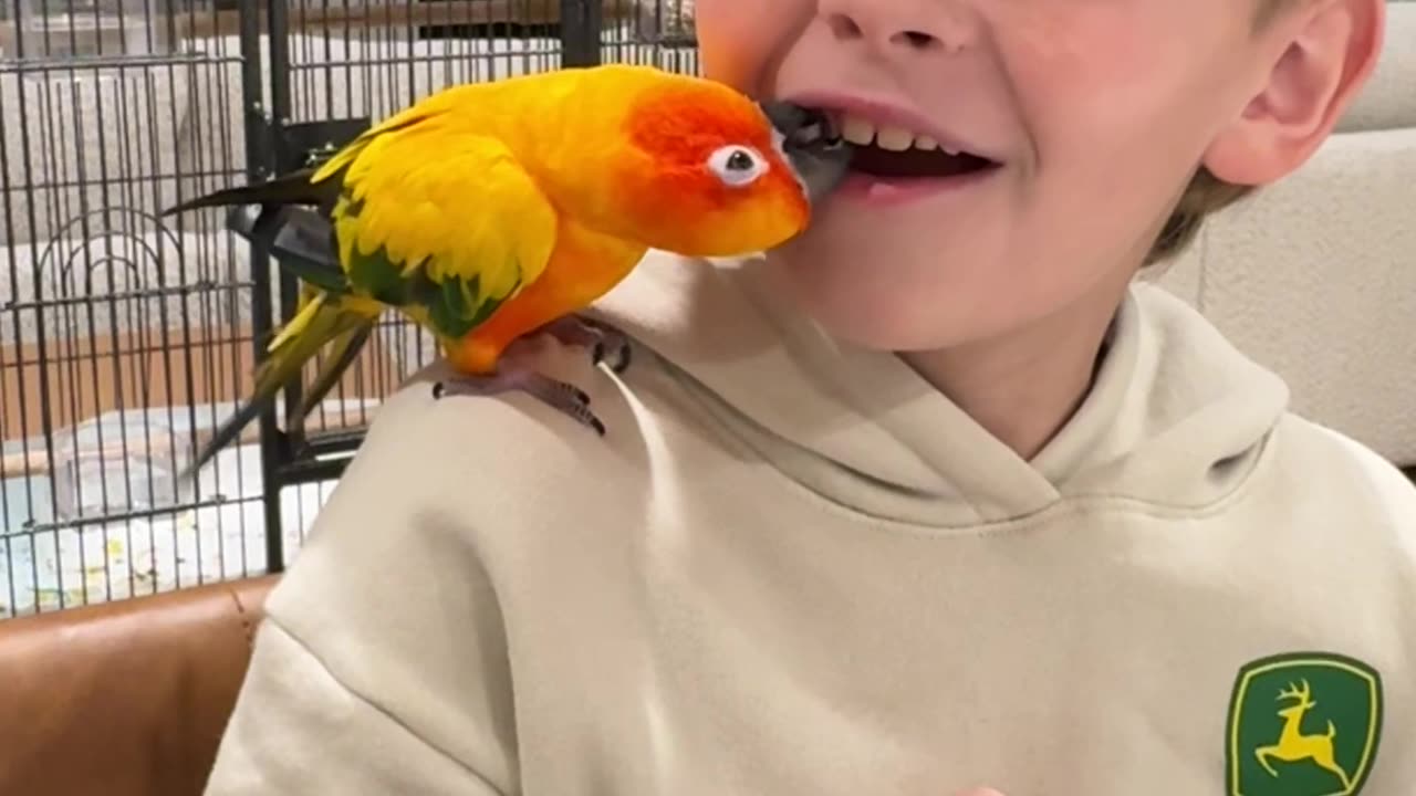 Rainbow Pterodactyl Pulling Out Sons Tooth