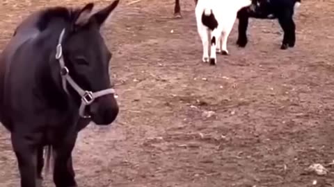 Cutest and Craziest Animal Clips Ever Caught on Camera!