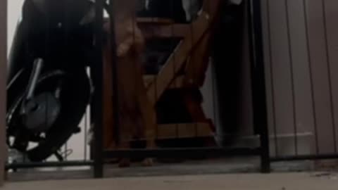 Dog Gate Doesn't Stop Dachshund