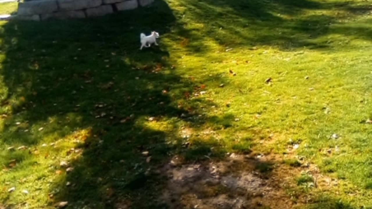dog