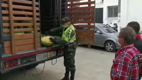 🤯✨ Massive Marijuana Hidden Inside Watermelons! You Won't Believe This | FeedMyCuriosity