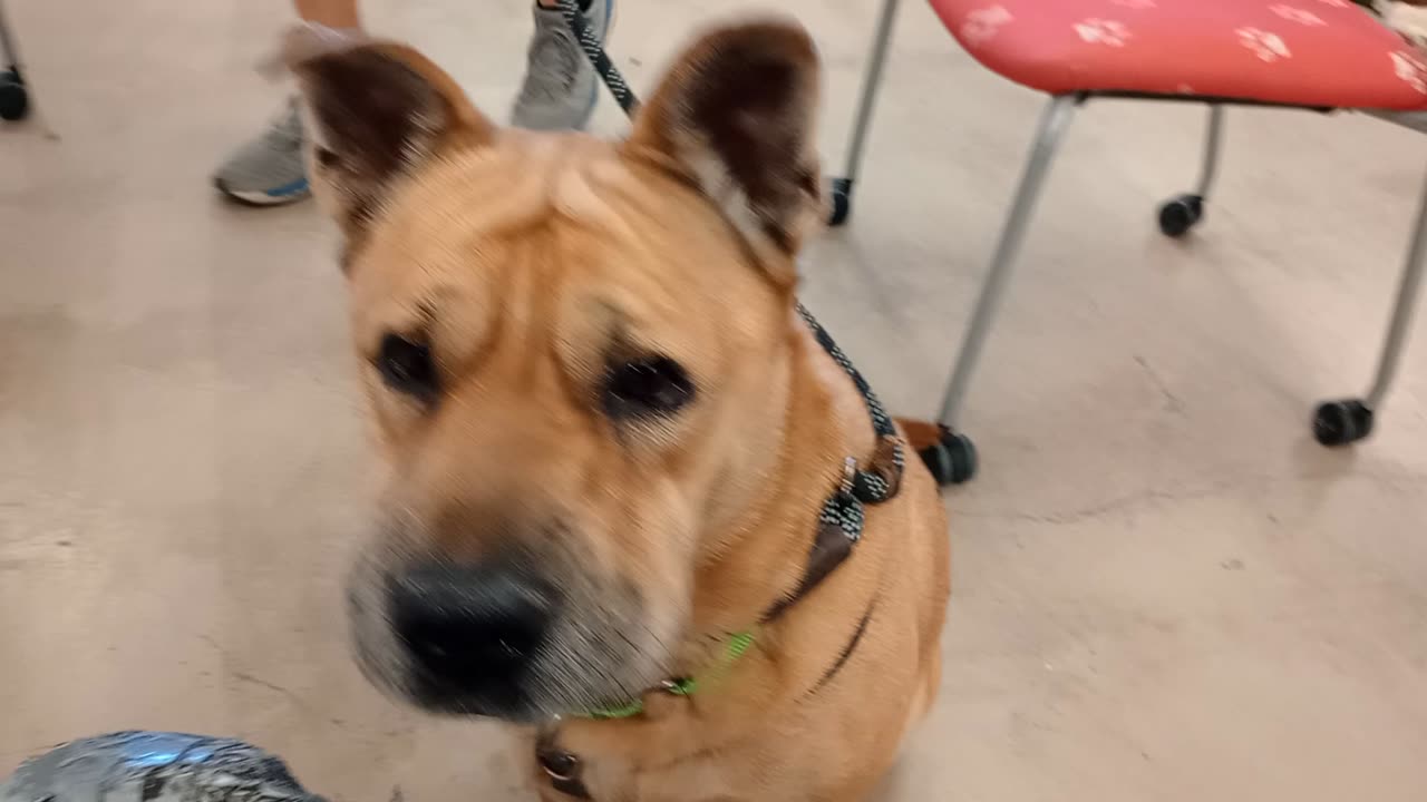 Mocha 7y A701189@TRN, from kennel 111 PACC shelter she holds Mocha's leash just 2 be safe20251102557