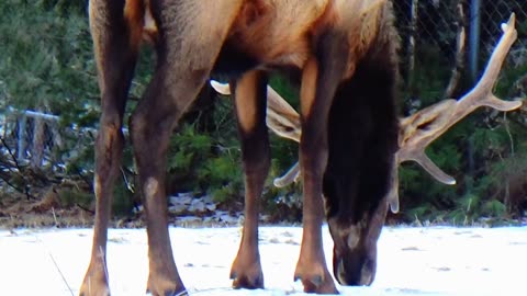 Elk