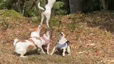 The crazy Jacks are at it! They're breaking down trees like Terminators! 💥