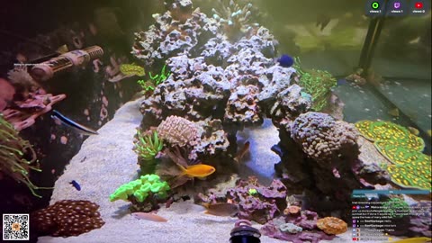 24/7 Real Live Reef Stream