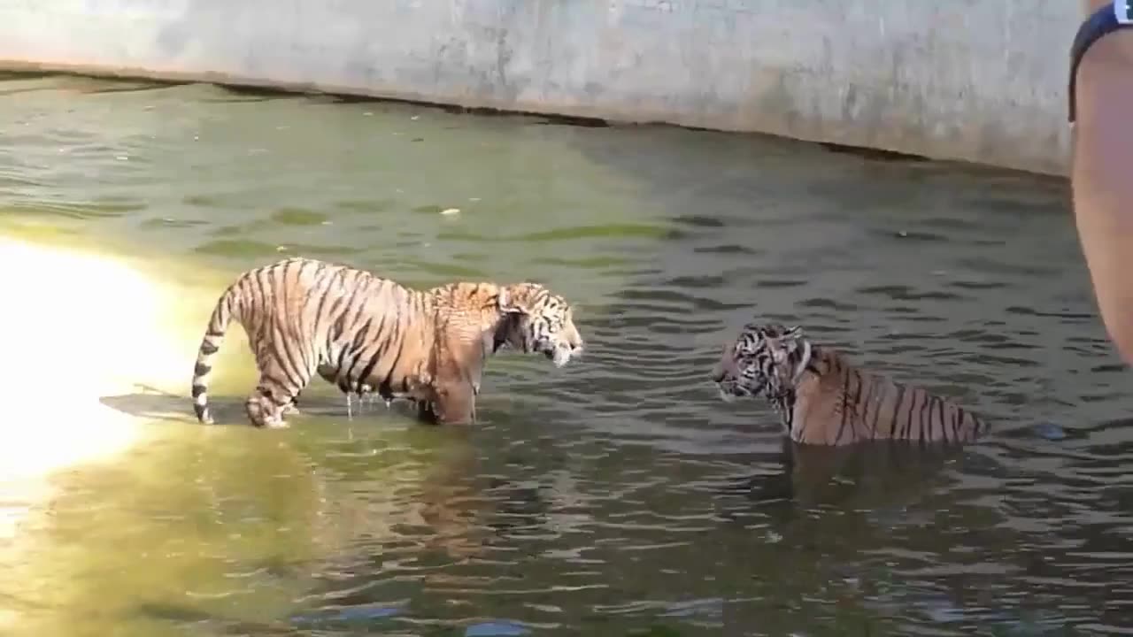 Two Tigers Fight