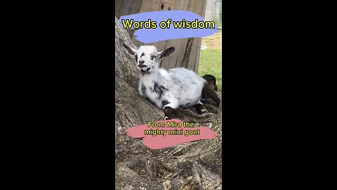Words of wisdom from Mira the mighty mini goat.