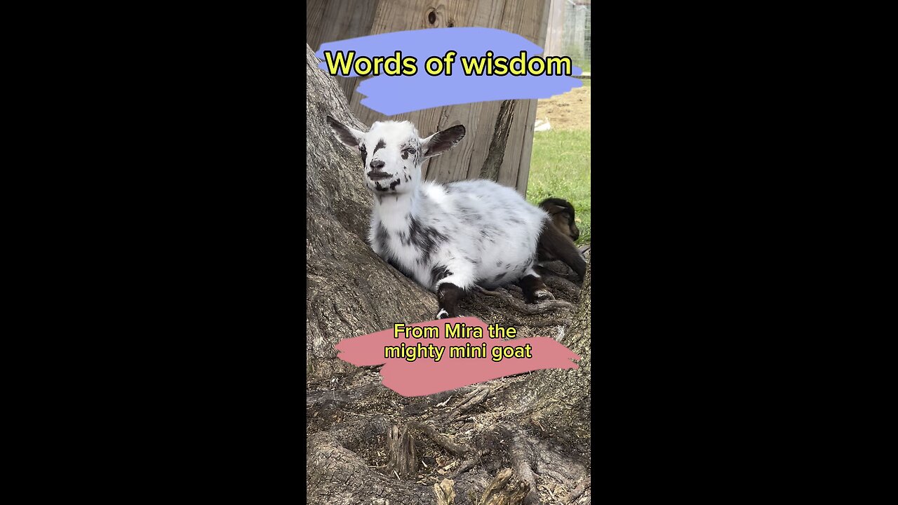 Words of wisdom from Mira the mighty mini goat.