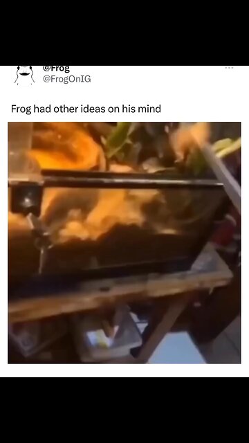 this frog