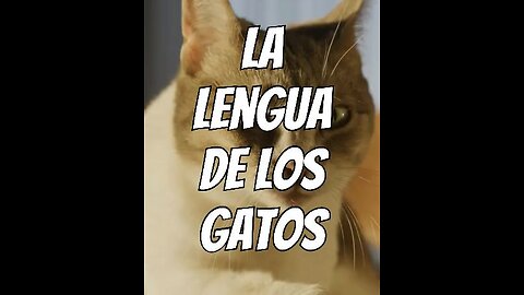 la_lengua_de_los_gatos