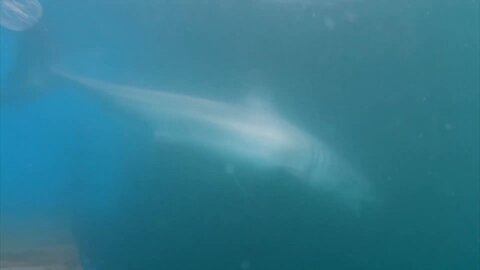 The Moment researchers tagged a 4.2-metre long male shark — their largest ever