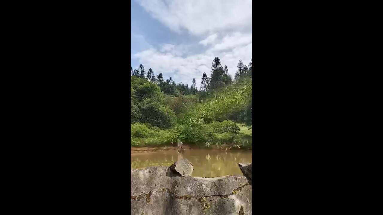 Leopard Suddenly Attack Wild Animals At Close Range..