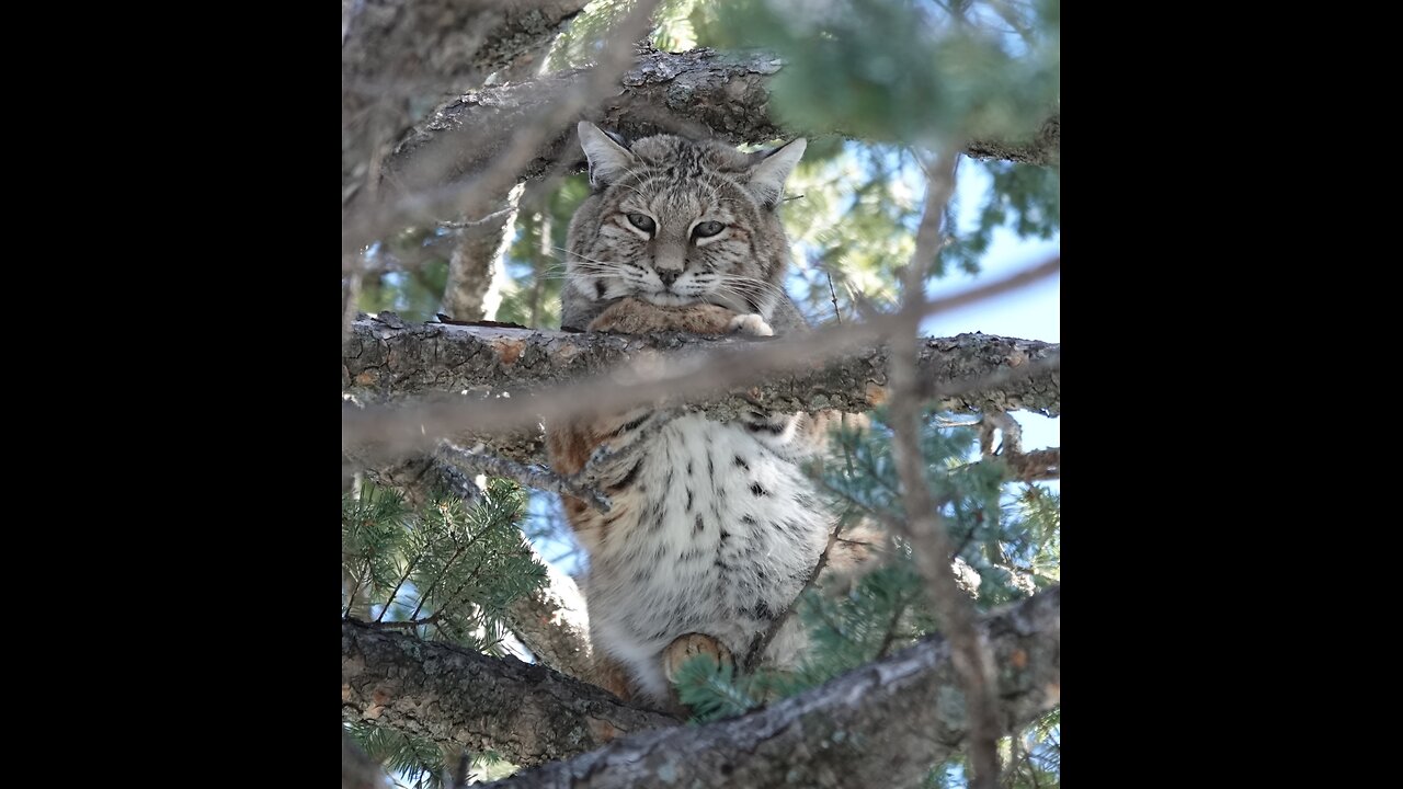 Fun in the snow, bobcat hounds