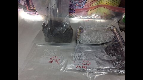 Preparing Viewers' All-in-One Making 2 AIO Ziploc Tek bags Mycology Mondays #135