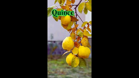 Quince Fruit Benefits – Powerful Digestive & Immunity Booster