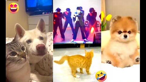 New Funny Animals Encounters 2025 | Funny Cats and Dogs videos