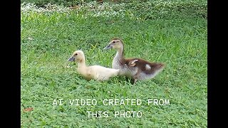 DUCKS IN FLIGHT an AI created video