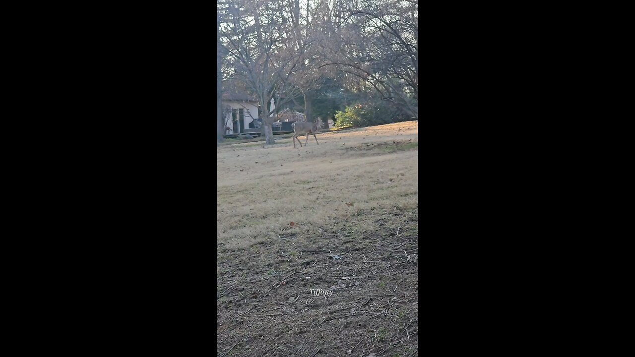 OMG, I think one of those deer nodded his/her head hi at me. Lol.