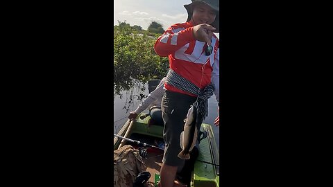 giant snakehead fishing catch and cook