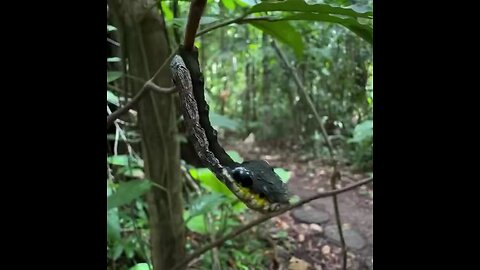 Found in Costa Rica, this snake-mimic caterpillar transforms its body to look like a snake