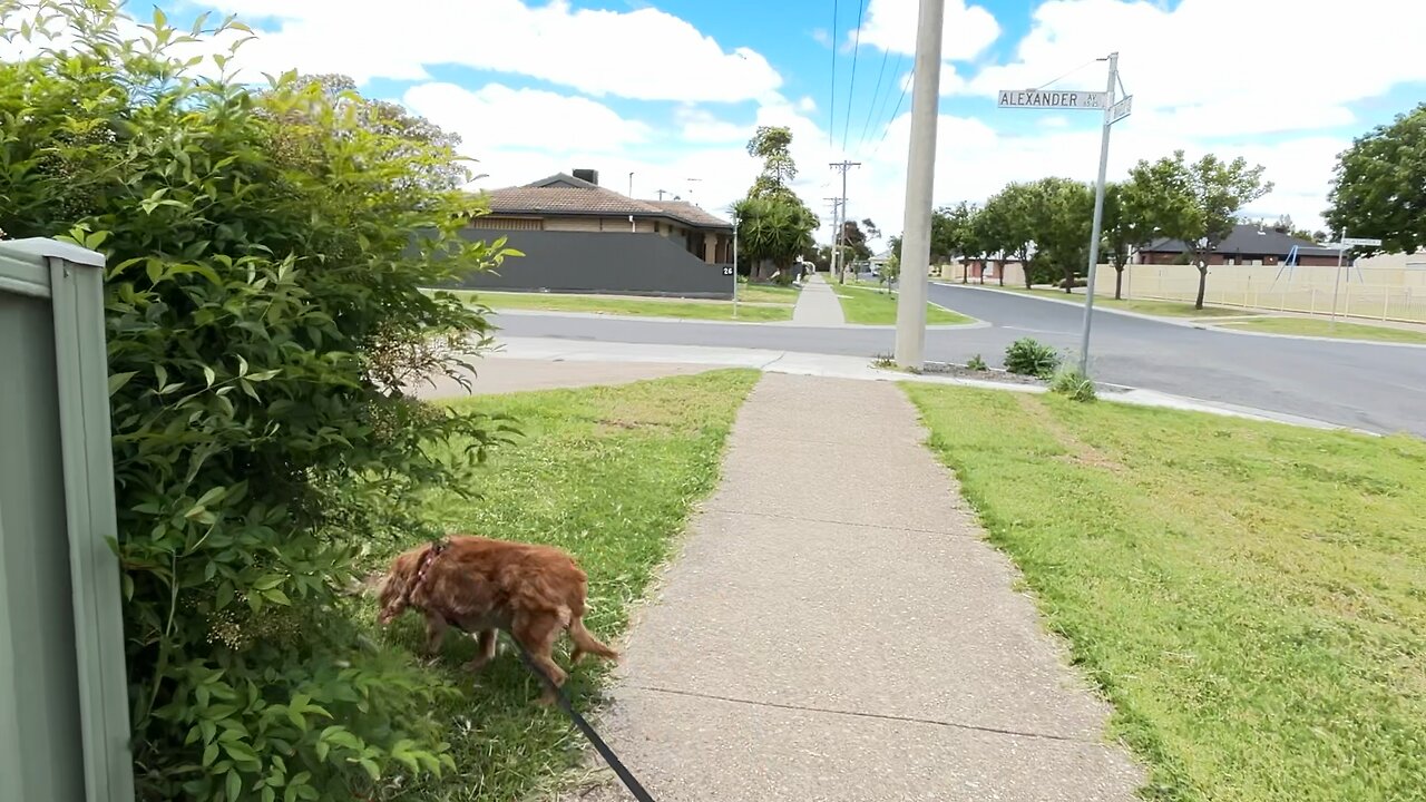 🌤️🙏🏻🐕❤️