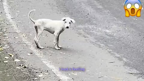 A dog rescued from the streets finds love and a new life 🐶❤️