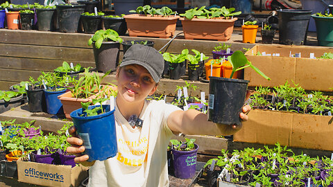 My Secret To Growing Healthy Seedlings - Garden Update