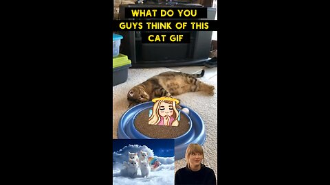 Cute Cat Gif