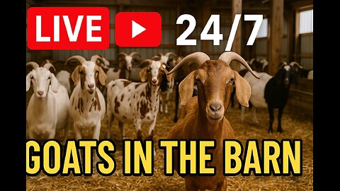 🐐 LIVE 24/7 Goat Barn | Cute Goats, Baby Goats, Relaxing Farm Stream