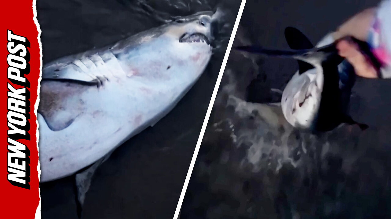 Brave Oregon woman films herself rescuing a beached shark in dramatic video