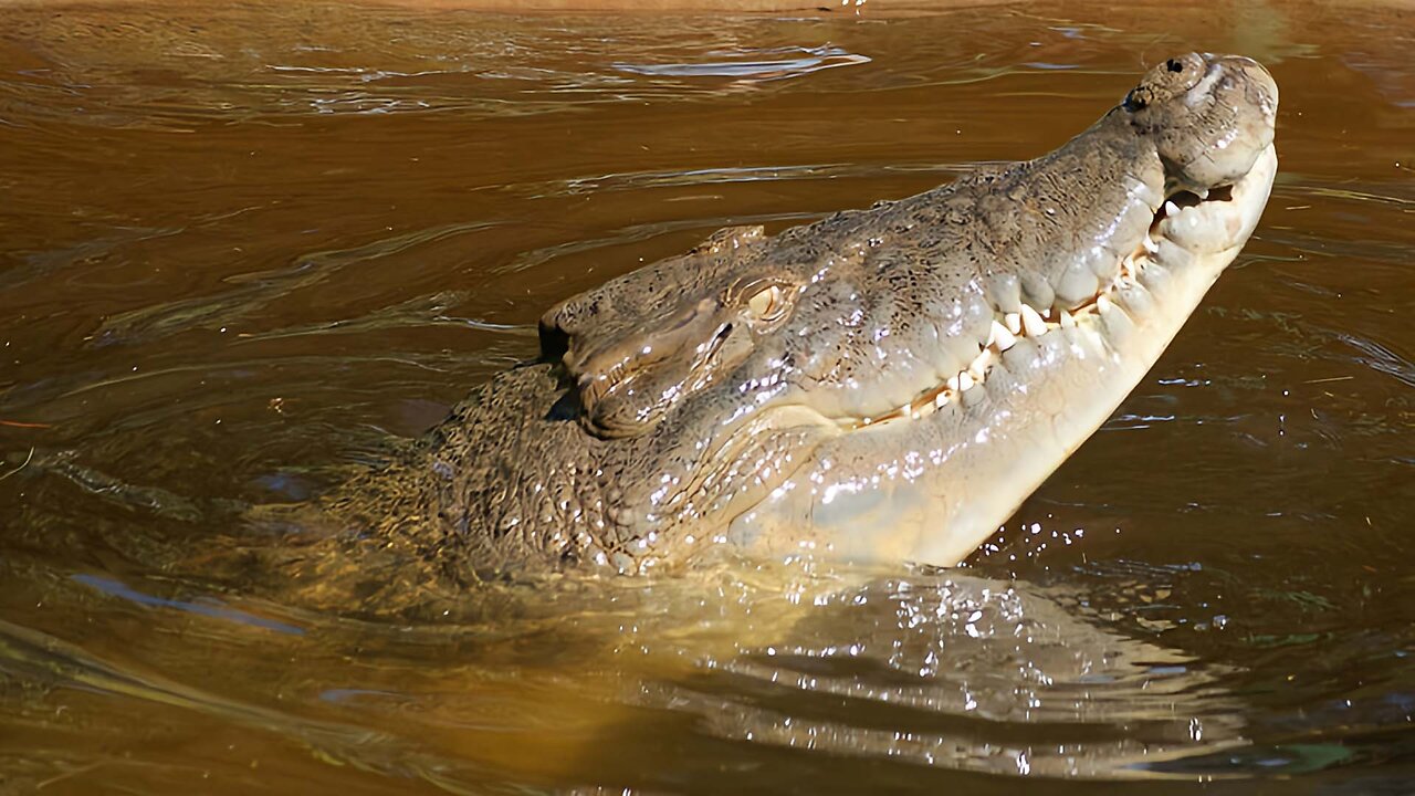 Bilngkumu (Saltwater Crocodile)