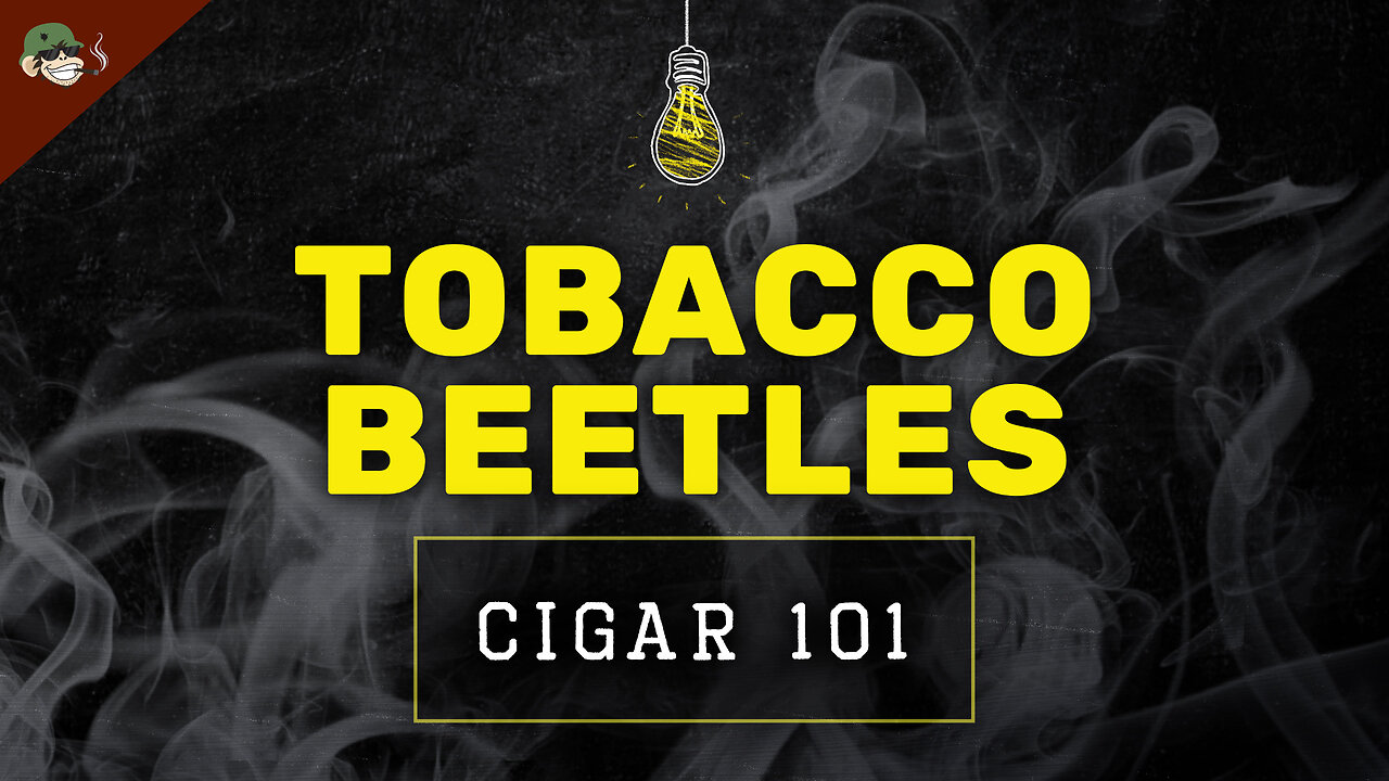 Cigar Factory Beetle Prevention | Storage, Freezing & More