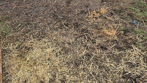 pupdate, omg I forgot rumble 😅