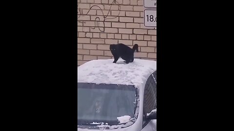 Snow cat.