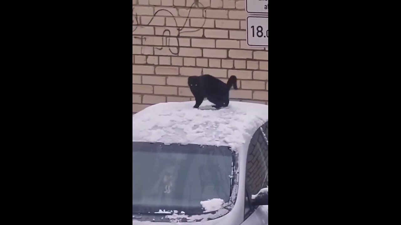 Snow cat.