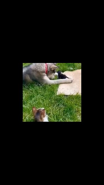 Cat Introduces Her Kitten To Her Dog Friend