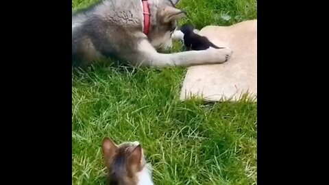 Cat Introduces Her Kitten To Her Dog Friend